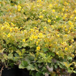 Waldsteinia ternata Waldsteinia