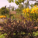 Actaea simplex 'Brunette' Höstsilverax