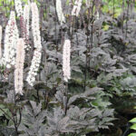 Actaea simplex 'Brunette' Höstsilverax