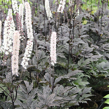 Actaea simplex 'Brunette' Höstsilverax