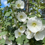 Alcea rosea Spotlight-Serien 'Polarstar' Stockros