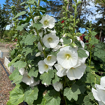 Alcea rosea Spotlight-Serien 'Polarstar' Stockros