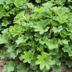 Alchemilla erythropoda Rödskaftig daggkåpa