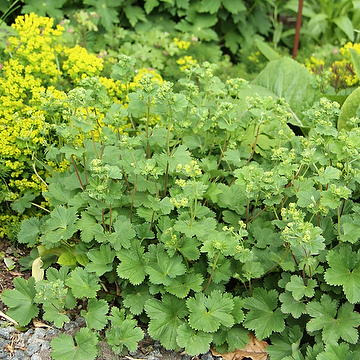 Alchemilla erythropoda Rödskaftig daggkåpa