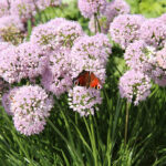 Allium 'In Orbit' 2L Prydnadslök