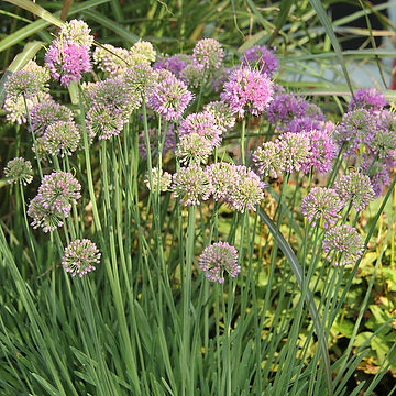 Allium 'Medusa's Hair' 2L Prydnadslök