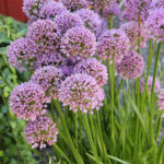 Allium 'Millenium' 2L Trädgårdskantlök