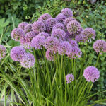 Allium 'Millenium' 2L Trädgårdskantlök