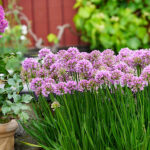 Allium 'Millenium' 2L Trädgårdskantlök