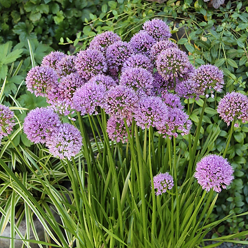 Allium 'Millenium' 2L Trädgårdskantlök