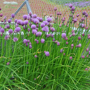 Allium schoenoprasum Gräslök