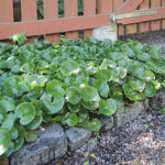 Asarum europaeum Hasselört