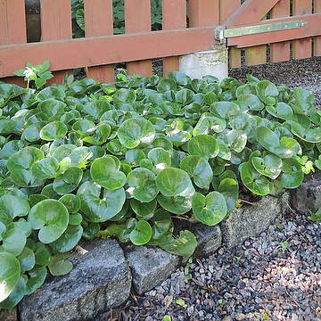 Asarum europaeum Hasselört