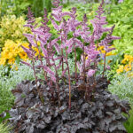 Astilbe 'Dark Side of the Moon' NY Astilbe