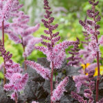 Astilbe 'Dark Side of the Moon' NY Astilbe