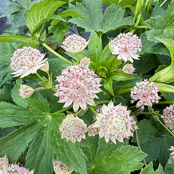 Astrantia 'Buckland' Stjärnflocka