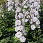 Delphinium Elatum-Gr. HIGHLANDER CHA CHA 'Coadelcha' NY Trädgårdsriddarsporre