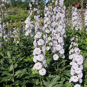 Delphinium Elatum-Gr. HIGHLANDER CHA CHA 'Coadelcha' NY Trädgårdsriddarsporre