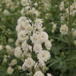 Delphinium Elatum-Gr. HIGHLANDER SAMBA NY Trädgårdsriddarsporre
