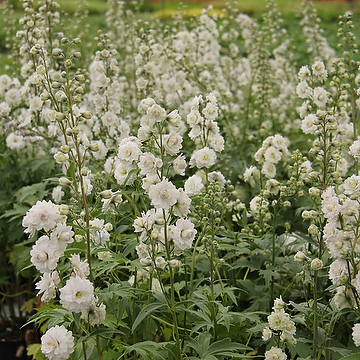 Delphinium Elatum-Gr. HIGHLANDER SAMBA NY Trädgårdsriddarsporre