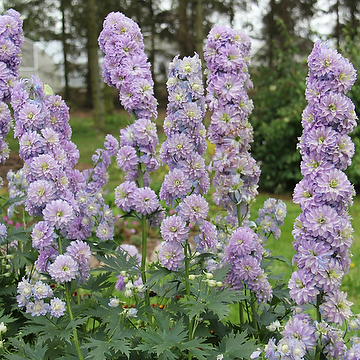 Delphinium Elatum-Gr. 'Moon Light' NY Trädgårdsriddarsporre