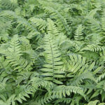 Dryopteris cycadina Årets Perenn Lurvbräken