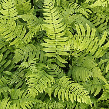Dryopteris cycadina Årets Perenn Lurvbräken