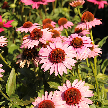 Echinacea 'Sunseekers Pink' 2L Solhatt