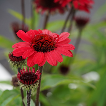 Echinacea 'Sunseekers Red' NY Solhatt