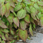 Epimedium versicolor 'Sulphureum' Blekgul sockblomma