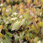 Epimedium versicolor 'Sulphureum' Blekgul sockblomma