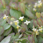 Epimedium versicolor 'Sulphureum' Blekgul sockblomma