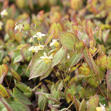 Epimedium versicolor 'Sulphureum' Blekgul sockblomma