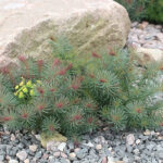 Euphorbia cyparissias 'Fens Ruby' Vårtörel