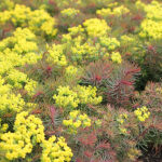 Euphorbia cyparissias 'Fens Ruby' Vårtörel