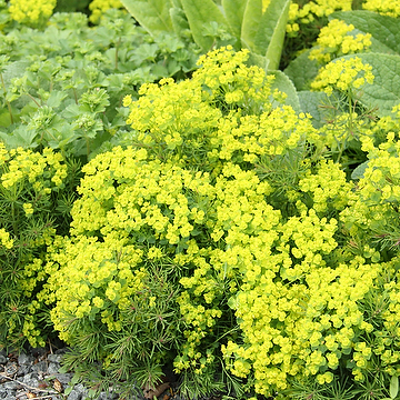 Euphorbia cyparissias 'Fens Ruby' Vårtörel