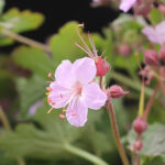 Geranium macrorrhizum 'Ingwersen's Variety' Flocknäva