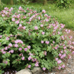 Geranium macrorrhizum 'Ingwersen's Variety' Flocknäva