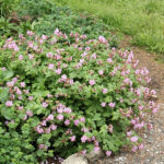 Geranium macrorrhizum 'Ingwersen's Variety' Flocknäva