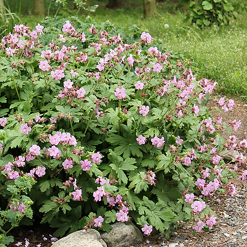 Geranium macrorrhizum 'Ingwersen's Variety' Flocknäva