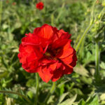 Geum FIERY RED 'Stocrgeu' NY Trädgårdsnejlikrot