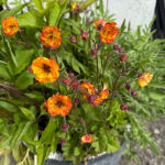 Geum 'Tutti Frutti' Trädgårdsnejlikrot