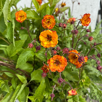 Geum 'Tutti Frutti' Trädgårdsnejlikrot