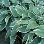 Hosta Tardiana-Gr. 'El Niño' Blåfunkia