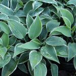 Hosta Tardiana-Gr. 'El Niño' Blåfunkia