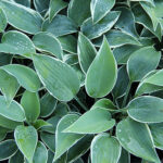 Hosta Tardiana-Gr. 'El Niño' Blåfunkia