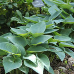Hosta Tardiana-Gr. 'Halcyon' Blåfunkia