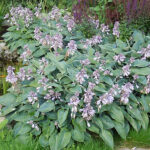 Hosta Tardiana-Gr. 'Halcyon' Blåfunkia