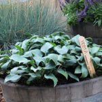 Hosta Tardiana-Gr. 'Halcyon' Blåfunkia