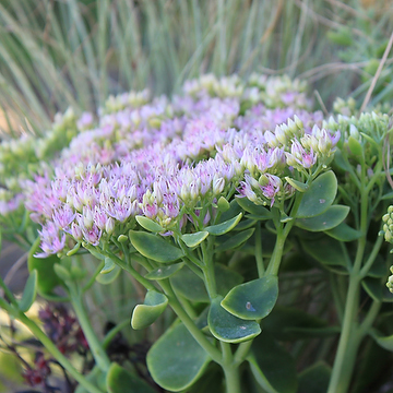 Hylotelephium spectabile 'Granlunda' GK Kinesisk kärleksört